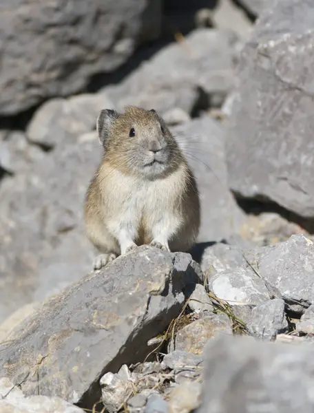 Amerikan pika gri kayaların üzerinde