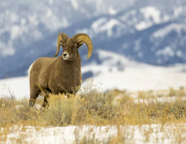 Bighorn Πρόβατα Ram Στο Γρασίδι Λιβάδι Βουνά — Φωτογραφία Αρχείου
