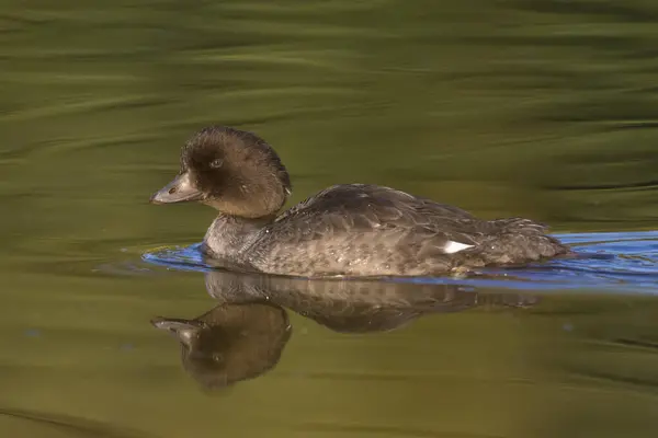 Schwabacher 's Landing' de yansıması olan Goldeneye 'nin sakin sudaki profili