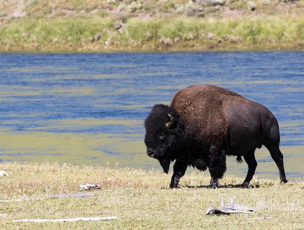 Boğa bizon yellowstone Nehri kısa yüzmek ayrıldıktan sonra ıslak