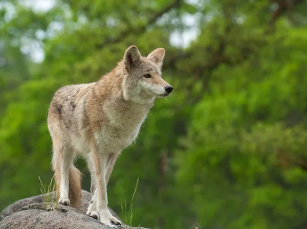 Coyote Rock Searching Next Meal Green Trees — Stock Photo, Image