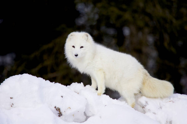 Arctic Foxes in deep snow