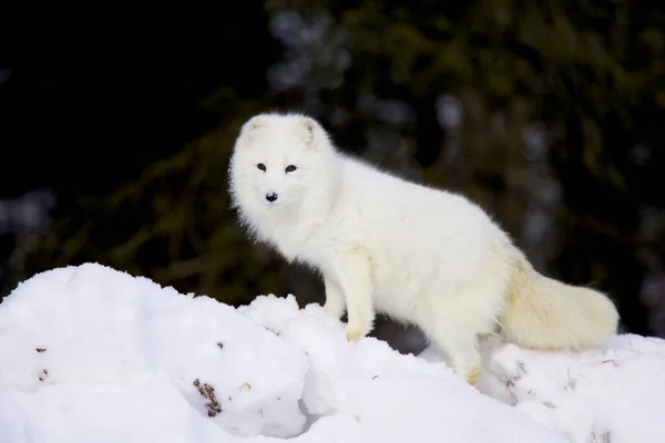 在深雪中北极狐狸 免版税图库照片