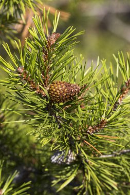 Lodgepole çamı üzerinde ciddi bir çam kozalağı