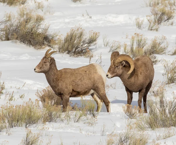 Ram Bighorn Πρόβατα Μυρίζοντας Πίσω Από Προβατίνα Για Φερομόνες Κατά — Φωτογραφία Αρχείου