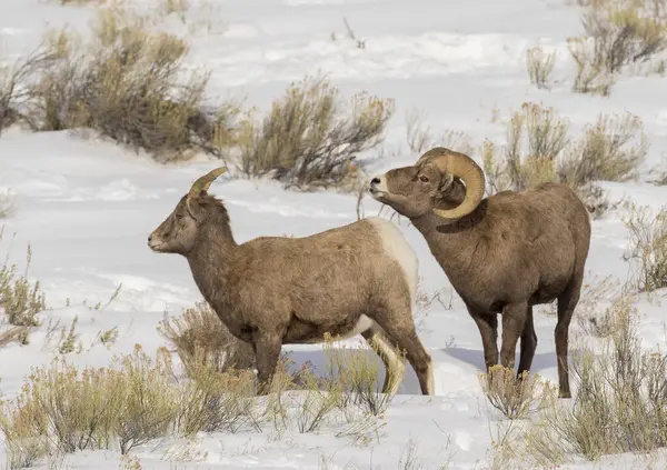 Ram Bighorn Πρόβατα Μυρίζοντας Για Φερομόνες Και Μετά Προβατίνων Κατά — Φωτογραφία Αρχείου