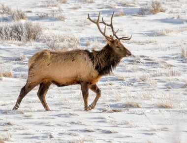 Bull moose standing in road clipart
