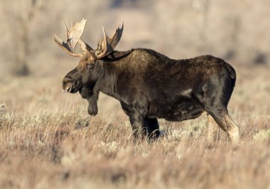 Sagebrush altın sabah sonbaharda hafif boğa geyiği