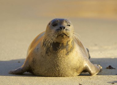 nesli tükenmekte olan liman seal on gün ışığına la jolla california beach