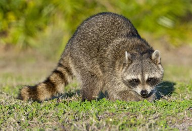 Rakun ayakta ilçe park alanının ortasında yeşil çimenlerin üzerinde