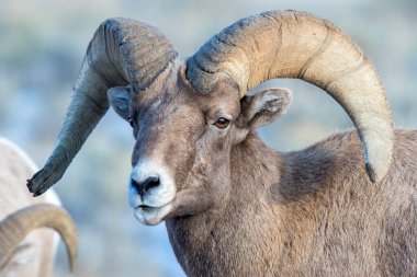 RAM bighorn koyun portre büyük kıvrılmış boynuzları ve arka planda küçük kar ile