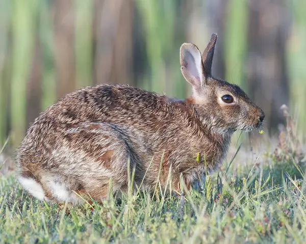 uzun otların içinde Doğu tavşan tavşan