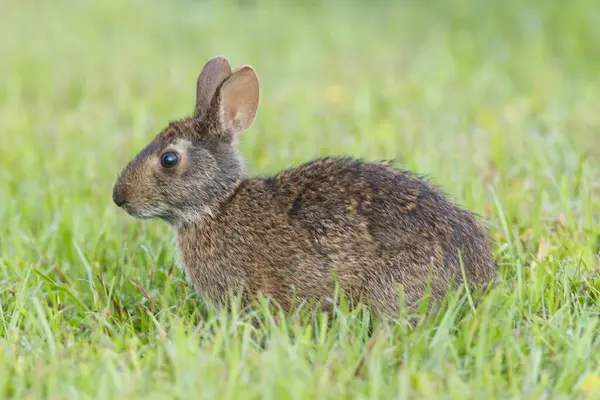 Marsh tavşan boyunda yeşil çimen