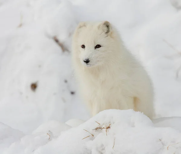 在深雪中北极狐狸 图库图片