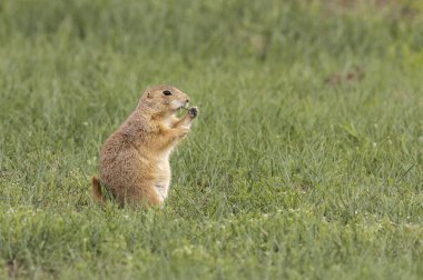 Yuvadaki kumda çayır köpeği, profil