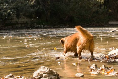 Köpek nehirde oynuyor. Suyun altında arama. Bask çoban köpeği, su sıçratıyor. Yüksek kalite fotoğraf. turuncu altın rengi