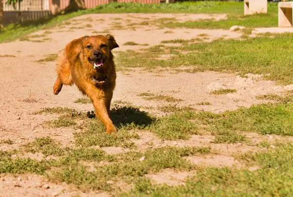 dog running fast, with drool in the mouth, foam at the mouth, rabid, sweet. happy dog High quality photo