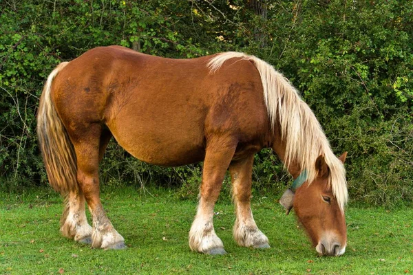 purebred horse grazing in freedom meadows. brown and blonde, horse. High quality photo. pregnant