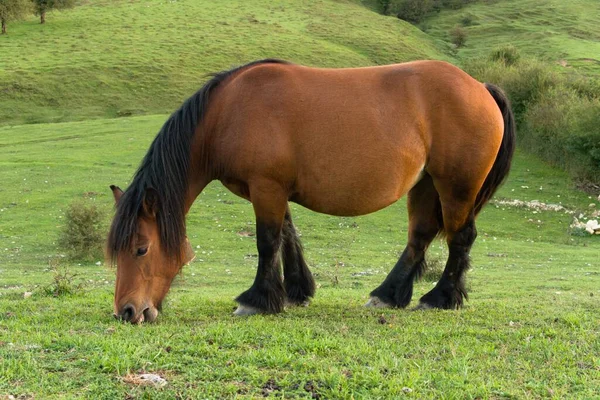 purebred horse grazing in freedom meadows. brown and black horse. High quality photo. pregnant