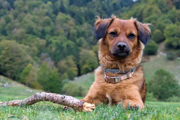 Dog with a tired, teary face, and a grimace on his face. Grass and forest background in the French Pyrenees.