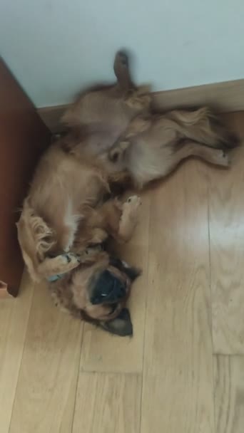 Baskiska Herde Hund Sova Baksidan Vaknar Upp Förvånad Rolig Rolig — Stockvideo