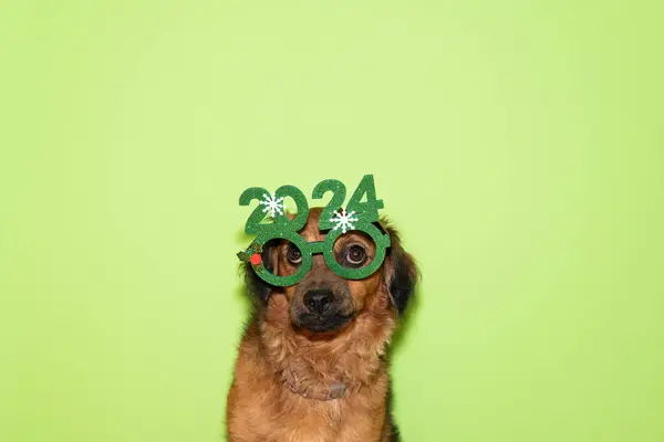 dog with glasses end of year 2023 celebration party background and green glasses. Happy New Year and Merry Christmas 2024 welcome sign or postcard. A dog with carnival glasses with the numbers of the New Year 2024.