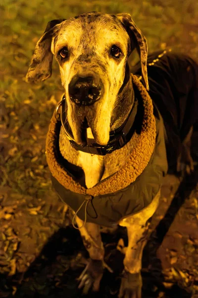 giant great dane dog in a coat looking at the camera. his lips are falling off, he looks like an old man.
