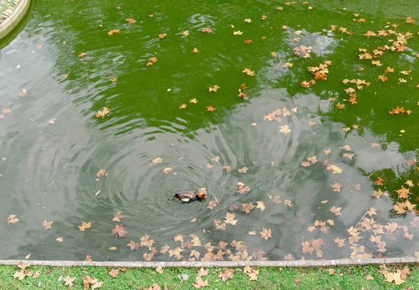 duck on green pond with brown autumn leaves seen from above, Navarra Spain