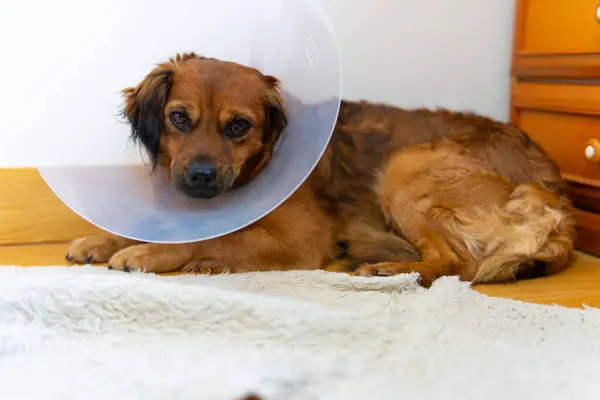 photo dog with Elizabethan collar, e-collar, cone collar, on blanket at home frustrated face