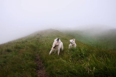 Dağ bulutlarında komik köpekler birbirleriyle oynuyorlar..