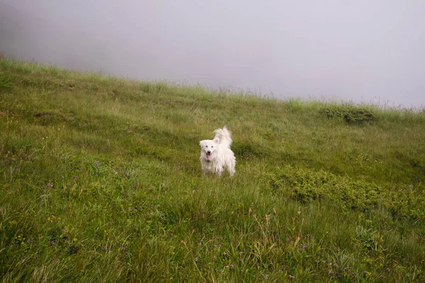 A cute white dog in the mountain clouds. Carpathians mountains in Romania. Baiului Mountains trails.