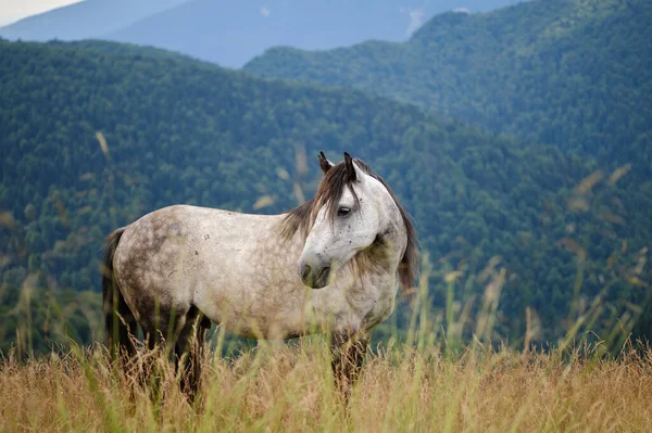 Blondyn Stojący Polu Trawy Górami Tle Portret Białego Konia Góry — Zdjęcie stockowe