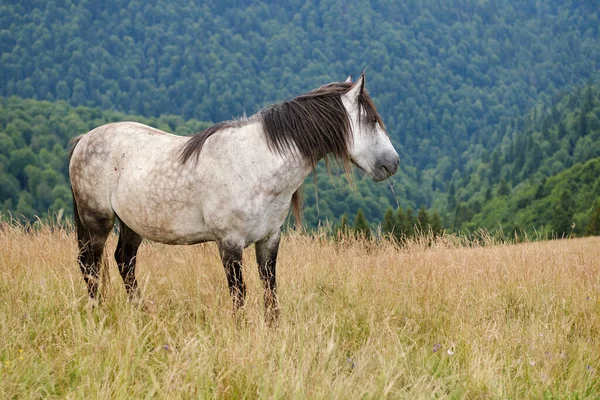 一匹金发碧眼的马 站在草地上 后面有山 白马的肖像 喀尔巴阡山脉 罗马尼亚 — 图库照片