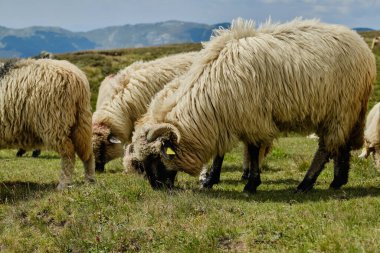 Büyük koyun sürüsü, Avrupa dağlarında otlayan büyük koyun sürüsü yüksek rakımlı tarlalarda geleneksel çobanlık yapıyor. Bucegi Dağları, Romanya