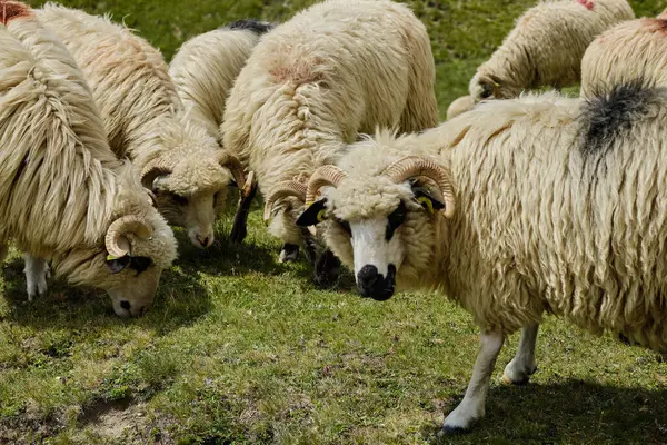 Grand Troupeau Moutons Grand Troupeau Moutons Paissent Dans Les Montagnes — Photo