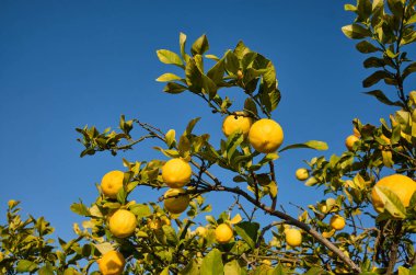 Limon bahçesi hasat için hazır. Yeşil yapraklı taze sarı limonlar. Dallarında birkaç limon bulunan limon ağacı.