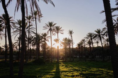 Gün batımında sahilde hindistan cevizi ağaçlarının silueti. Gün batımında palmiye ağaçlarıyla park et..