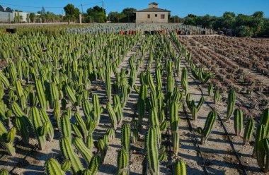 Cacti.Cacti 'nin geniş dikenleri var. Cacti' nin çeşitli tarlaları var.