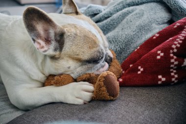 Beyaz Fransız bulldog yumuşak bir oyuncakla oynuyor.