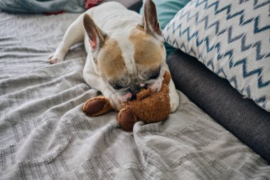 Beyaz Fransız bulldog yumuşak bir oyuncakla oynuyor.
