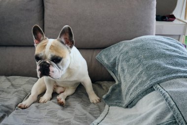 Beyaz bir Fransız bulldog 'unun portresi