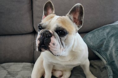 Beyaz bir Fransız bulldog 'unun portresi