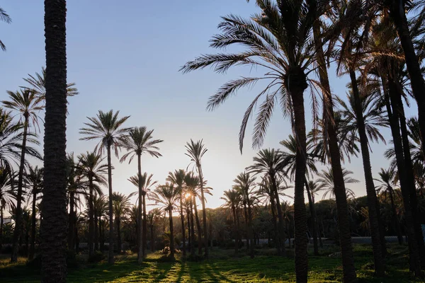 Силует Кокосових Дерев Пляжі Заході Сонця Парк Пальмами Заході Сонця — стокове фото