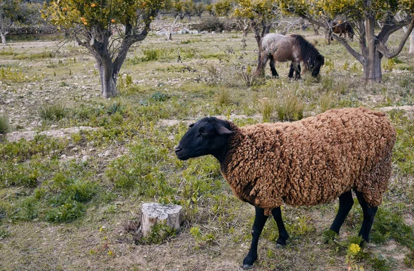 Španělské Ovce Poli Pasoucí Zelené Trávě — Stock fotografie