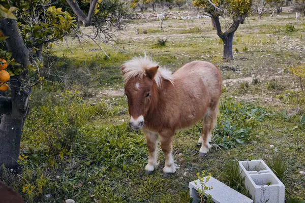 İspanya 'da yeşil bir çayırdaki tüylü küçük at. Bir midillinin portresi. Pony portakal bahçesinde otluyor..