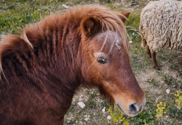 Spanya Yeşil Bir Çayırdaki Tüylü Küçük Bir Midillinin Portresi Pony — Stok fotoğraf