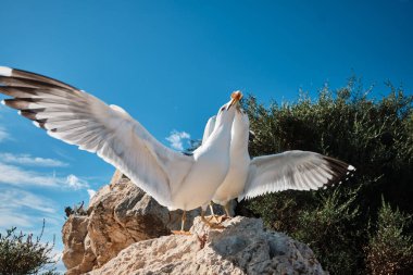 Turist Penon de Ifach Doğal Parkı 'nda martıları besliyor. Penon de Ifach, Calpe, Alicante, İspanya.
