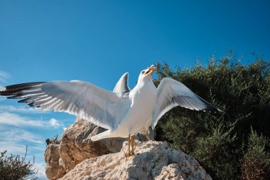 Turist Penon de Ifach Doğal Parkı 'nda martıları besliyor. Penon de Ifach, Calpe, Alicante, İspanya.