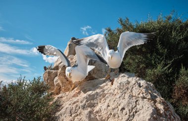 Turist Penon de Ifach Doğal Parkı 'nda martıları besliyor. Penon de Ifach, Calpe, Alicante, İspanya.