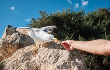 Turist Penon de Ifach Doğal Parkı 'nda martıları besliyor. Penon de Ifach, Calpe, Alicante, İspanya.